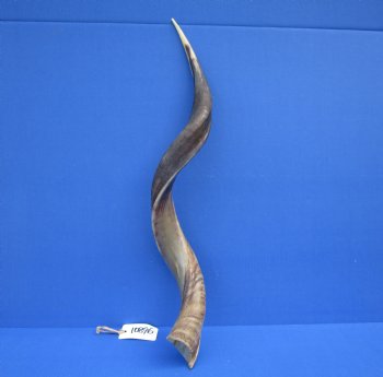 31-3/4 inches Half-Polished African Kudu Horn (25-3/4 inches Straight) for $84.99