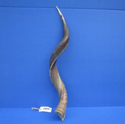 31-3/4 inches Half-Polished African Kudu Horn (25-3/4 inches Straight) for $84.99