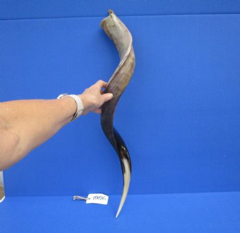 31-3/4 inches Half-Polished African Kudu Horn (25-3/4 inches Straight) for $84.99