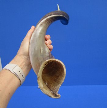 31-3/4 inches Half-Polished African Kudu Horn (25-3/4 inches Straight) for $84.99