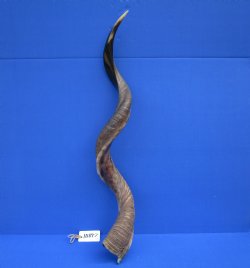40 inches Large Half-Polished Kudu Horn (30 inches straight) - $129.99