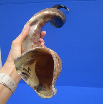 40 inches Large Half-Polished Kudu Horn (30 inches straight) - $129.99