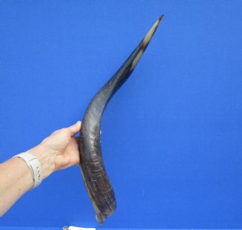 22-1/2 inches Half-Polished Kudu Horn (17-1/2 Inches straight) - $56.99