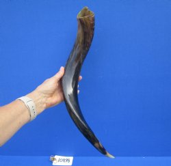 22-1/2 inches Half-Polished Kudu Horn (17-1/2 Inches straight) - $56.99