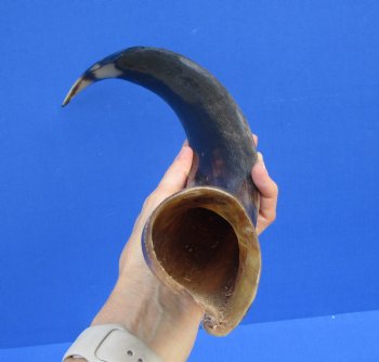 22-1/2 inches Half-Polished Kudu Horn (17-1/2 Inches straight) - $56.99