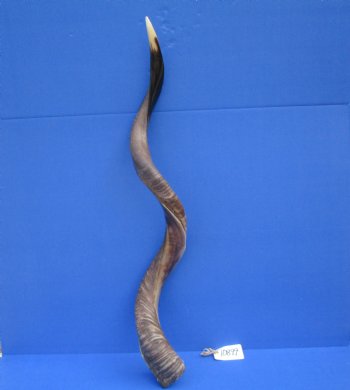 42 inches Large Half-Polished Kudu Horn (32 inches straight) - $129.99