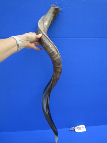 42 inches Large Half-Polished Kudu Horn (32 inches straight) - $129.99