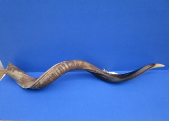 42 inches Large Half-Polished Kudu Horn (32 inches straight) - $129.99