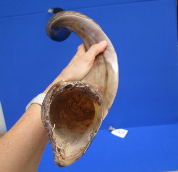 42 inches Large Half-Polished Kudu Horn (32 inches straight) - $129.99