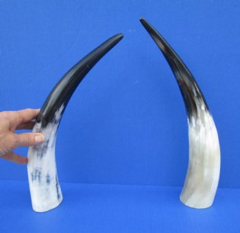 Two White Polished Drinking Horns, White Cow Horns, 14-1/2 inches for $17.00 each