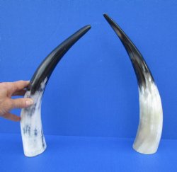 Two White Polished Drinking Horns, White Cow Horns, 14-1/2 inches for $17.00 each