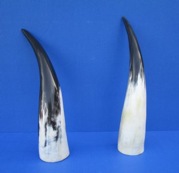 Two White Polished Drinking Horns, White Cow Horns, 14-1/2 inches for $17.00 each