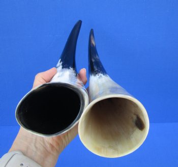 Two White Polished Drinking Horns, White Cow Horns, 14-1/2 inches for $17.00 each