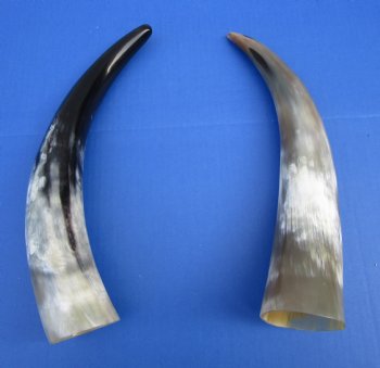 2 Polished Cow Horns for Sale 13-3/4 and 14-1/2 inches for $14.50 each