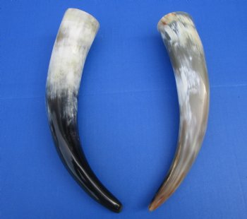 2 Polished Cow Horns for Sale 13-3/4 and 14-1/2 inches for $14.50 each