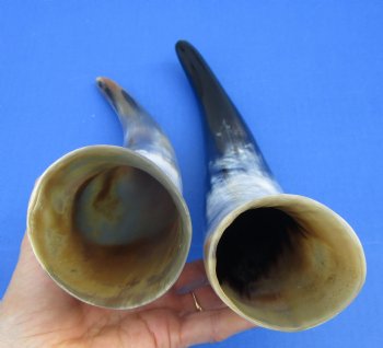 2 Polished Cow Horns for Sale 13-3/4 and 14-1/2 inches for $14.50 each