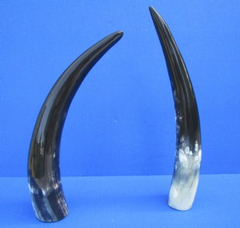 2 Polished Cow Horns for Sale 13-3/4 and 13-1/2 inches for $14.50 each