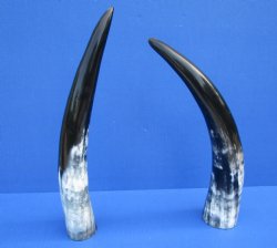 2 Polished Cow Horns for Sale 13-3/4 and 13-1/2 inches for $14.50 each