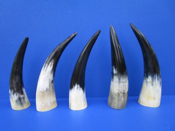 Five Polished Cow Horns 9-3/4 to 11 Inches for $8.00 each