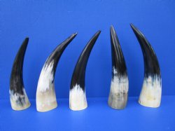 Five Polished Cow Horns 9-3/4 to 11 Inches for $8.00 each