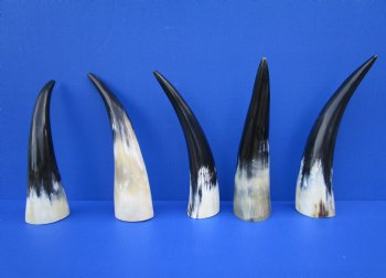 Five Polished Cow Horns 9-3/4 to 11 Inches for $8.00 each