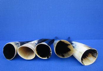 Five Polished Cow Horns 9-3/4 to 11 Inches for $8.00 each