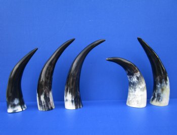 Five Polished Cow Horns 10 to 12 Inches for $8.00 each