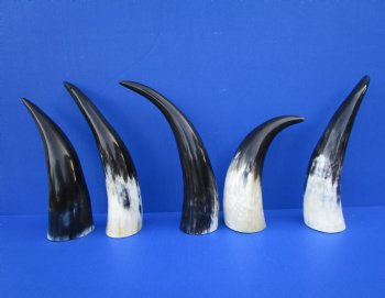 Five Polished Cow Horns 10 to 12 Inches for $8.00 each