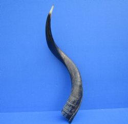 23-1/2 inches Half-Polished Kudu Horn (18 Inches straight) - $56.99