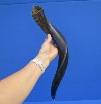 23-1/2 inches Half-Polished Kudu Horn (18 Inches straight) - $56.99