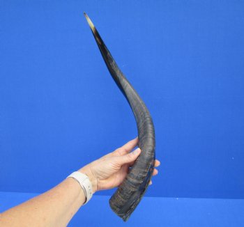 22 inches Authentic Half-Polished Kudu Horn (17 inches straight) - $56.99