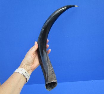 22 inches Authentic Half-Polished Kudu Horn (17 inches straight) - $56.99