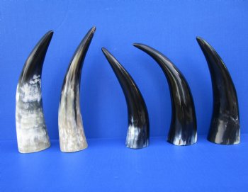 Five Polished Cow Horns 9-1/4 to 11 Inches for $8.00 each