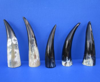 Five Polished Cow Horns 9-1/4 to 11 Inches for $8.00 each