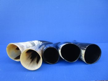 Five Polished Cow Horns 9-1/4 to 11 Inches for $8.00 each