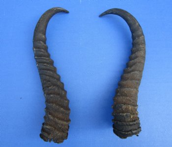 10-1/2 and 10 inches Male Springbok Horns (1 left, 1 right) - Buy for $12.50 each