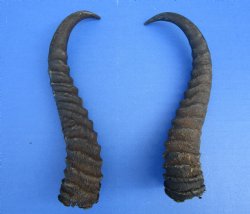 10-1/2 and 10 inches Male Springbok Horns (1 left, 1 right) - Buy for $12.50 each
