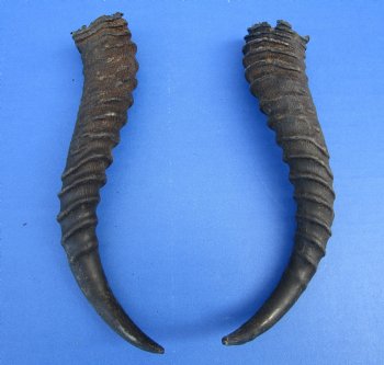 10-1/2 and 10 inches Male Springbok Horns (1 left, 1 right) - Buy for $12.50 each