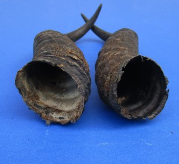 10-1/2 and 10 inches Male Springbok Horns (1 left, 1 right) - Buy for $12.50 each