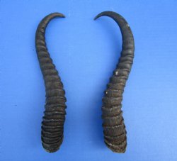 10-7/8 and 12 inches Male Springbok Horns (1 left, 1 right) - Buy for $12.50 each