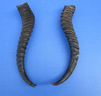 10-7/8 and 12 inches Male Springbok Horns (1 left, 1 right) - Buy for $12.50 each