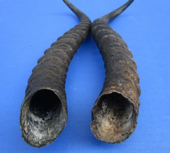 10-7/8 and 12 inches Male Springbok Horns (1 left, 1 right) - Buy for $12.50 each