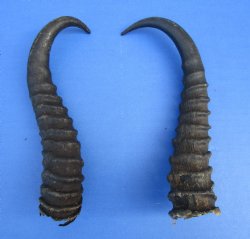 10-1/2 and 9-1/2 inches Male Springbok Horns (1 left, 1 right) - Buy for $12.50 each