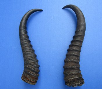 10 and 9-1/4 inches Male Springbok Horns (1 left, 1 right) - Buy for $12.50 each