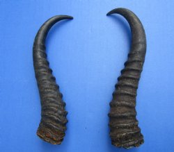 10 and 9-1/4 inches Male Springbok Horns (1 left, 1 right) - Buy for $12.50 each