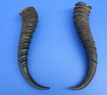 10 and 9-1/4 inches Male Springbok Horns (1 left, 1 right) - Buy for $12.50 each