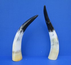 Two White Polished Drinking Horns, White Cow Horns, 13-3/4 and 15-1/2 inches for $17.00 each