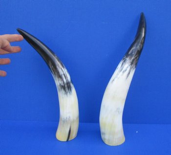 Two White Polished Drinking Horns, White Cow Horns, 13-3/4 and 15-1/2 inches for $17.00 each