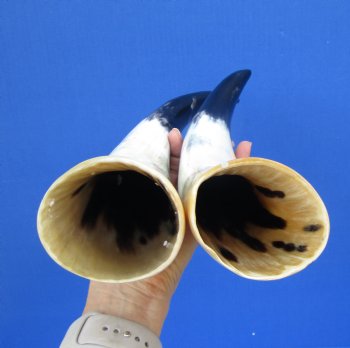 Two White Polished Drinking Horns, White Cow Horns, 13-3/4 and 15-1/2 inches for $17.00 each