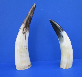 Two White Polished Drinking Horns, White Cow Horns, 13-3/4 and 10-3/4 inches for $17.00 each